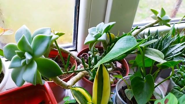 КОМНАТНЫЙ ЦВЕТНИК - ОБЗОР КОМНАТНЫХ РАСТЕНИЙ НА ОКНЕ. ПРИХОДИТСЯ ТЕСНИТСЯ смотреть онлайн