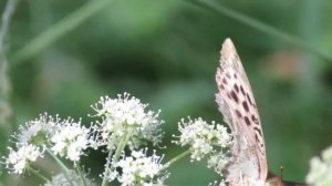 Бабочка Перламутровка большая, Silver washed fritillary