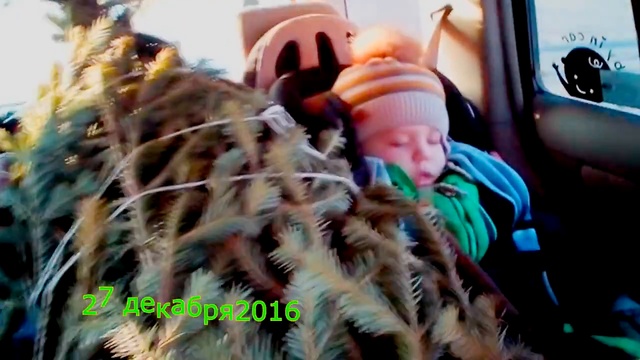 КАК МЫ ВЕЗЛИ ЁЛОЧКУ ДОМОЙ