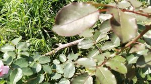 Роза "Джеймс Гелвей" (Rose James Galway)