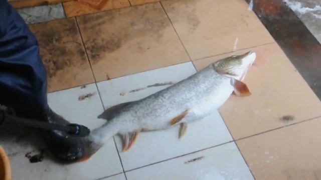 Как правильно чистить рыбу. смотреть онлайн