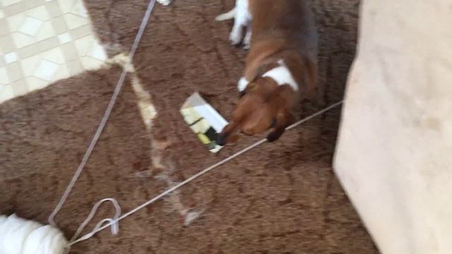 ОДИН ДОМА когда нет хозяйки дома И ЧТО ДЕЛАЕТ ????? смотреть онлайн