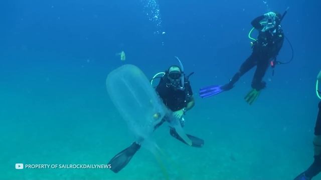 Самое Опасное Существо за Всю Историю Земли смотреть онлайн