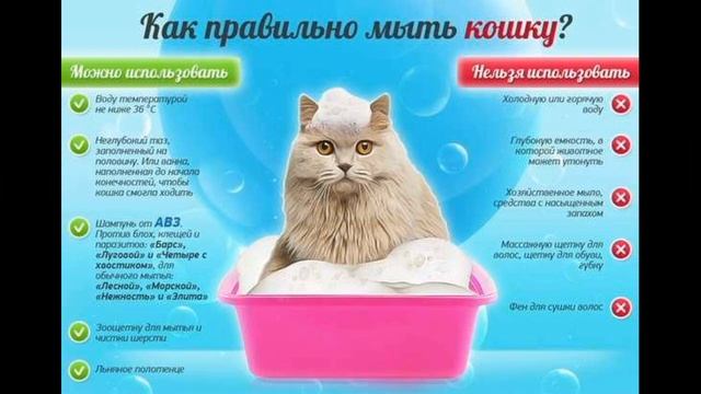 Как научить котенка мыть попу после туалета