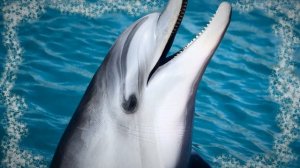 Звук дельфина БЕЗ МУЗЫКИ - Sound dolphin, voice Sound dolphin, voice dolphin