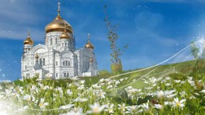 Ромашки. Клип на песню ромашки.