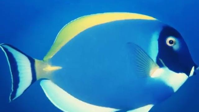 10 Самых красивых фото рыб ♥♥♥ смотреть онлайн