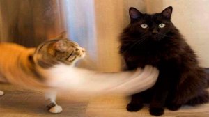 Я РЖАЛ ЦЕЛЫЙ ЧАС?ПОДБОРКА СМЕШНЫХ КОТОВ И СОБАК ДЛЯ ХОРОШЕГО НАСТРОЕНИЯ? #19