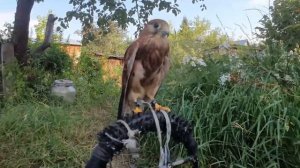 Сокол ПУСТЕЛЬГА / Время Сокола