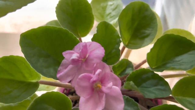 Violetas Africanas,Tips para que Florescan todas las Estaciones #violetasafricanas смотреть онлайн