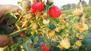 Малина Химбо - Топ в августе