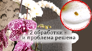 ЩИТОВКА на орхидеях: простой и эффективный способ борьбы. ПРОВЕРЕНО (с ) Как избавиться от щитовки