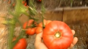Секреты высадки рассады томатов. Как добиться 100% приживаемости