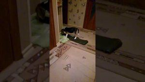 Эстонская гончая ,,Жора,, 2,5  месяца
