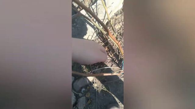 весіння обробка ожини