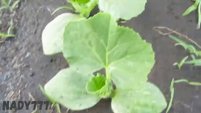 Рубрика" Новости с огорода" - декоративная тыква смотреть онлайн