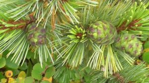 Голубица ,брусника ,орехи и бурундук