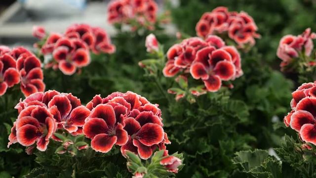 Pelargonium Grandiflorum Elegance Adele - Garden Plant With Flowers In Spectacular Colours