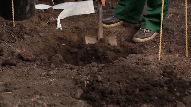 Подготовка к посадке плодовых деревьев и кустарников. смотреть онлайн