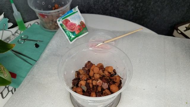 Вынужденная пересадка КЛЕОПАТРЫ, помогает нам ФУНДАЗОЛ. 05.04.2021 смотреть онлайн