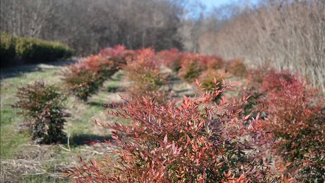 Nandina Domestica Our Shrubs We Grow смотреть онлайн
