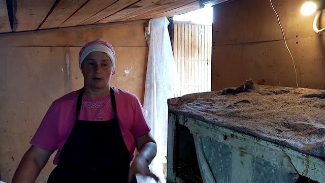 Курица села на яйца. Что делать?