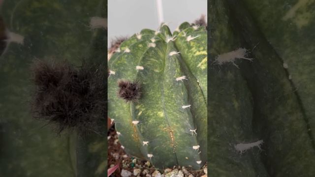 Varigated Echinopsis Cactus Flowers 🌺