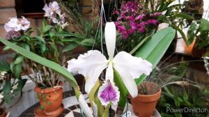 Каттлея Первое цветение орхидеи. Cattleya percivaliana var coerulea.