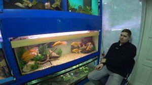 Искусственные растения в аквариуме