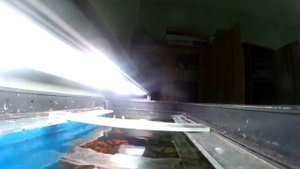 Аплохейлус линеатус или аквариумная щучка