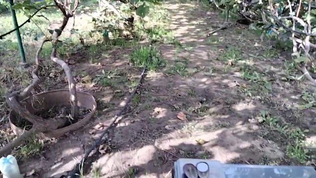 ВИНОГРАД ТОРНАДО . ГРОЗДЬ НА ВЕСАХ.сезон 2021 смотреть онлайн