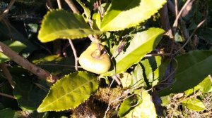 Настоящая плантация зелёного чая в Дагомысе!