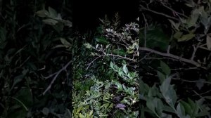 Коричневые пятна на листьях голубики, они вернулись. 2023 год