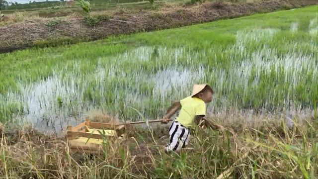 So Smart! Cutis Takes Goat Harvest Corn Boiled Sell...