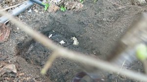 ПОСАДКА ореха фундука ТРАПЕЗУНД HARVESTING Hazelnut NUTRITION TRAPEZUND