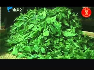 Ферментация чая