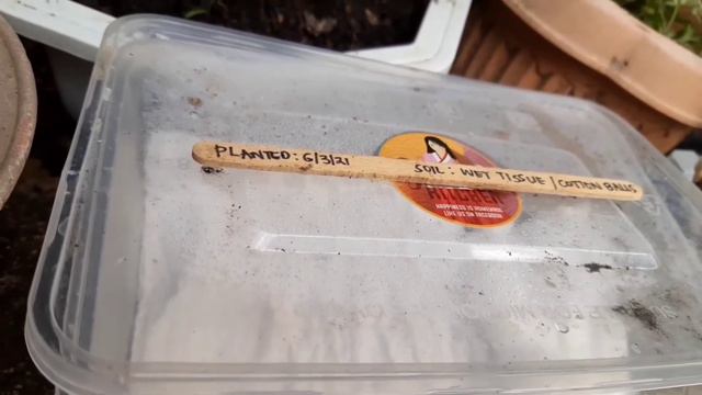 Growing Petunia Flowers from Seeds - Soil Mixtures Processes and Repotting Tips