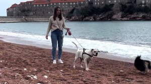 Команда СТОП, Остановка, научить собаку останавливаться