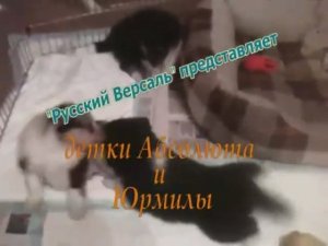 Щенки шелти, рождения 14 июня 2015 года.mp4