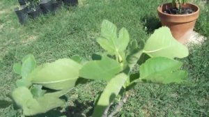 Brown Turkey Fig Fruit Tree Backyard Orchard