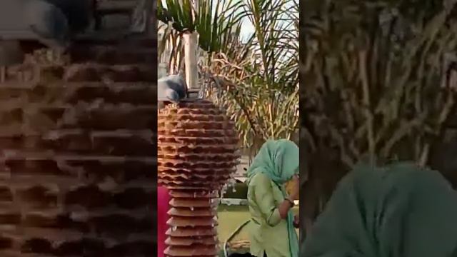 Pigeon смотреть онлайн