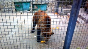 как медведи едят апельсины