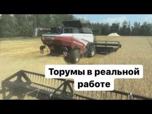 Торум 785 с ЯМЗ в работе. В гостях у подписчика. Уборка озимой ржи.