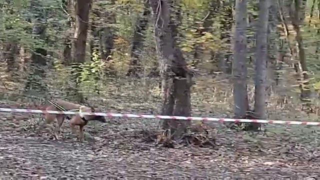 Команда Московской области, эстафета, биатлон! 30.10.2022, Пятигорск