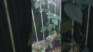 Не покупайте однолетние саженцы роз