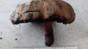 Сходили за грибами, нашли большой гриб великан! 27 сентября 2021 года.