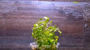 ХИТРАЯ ПОЧВОПОКРОВКА. ГЛОССОСТИГМА ПОВОЙНИЧКОВАЯ. glossostigma elatinoides