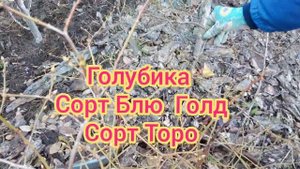 Сеем сидераты.Горчица.Улучшаем почву.Жимолость.Голубика.Первоцветы на горке #Дача#Сад СветаСветланы