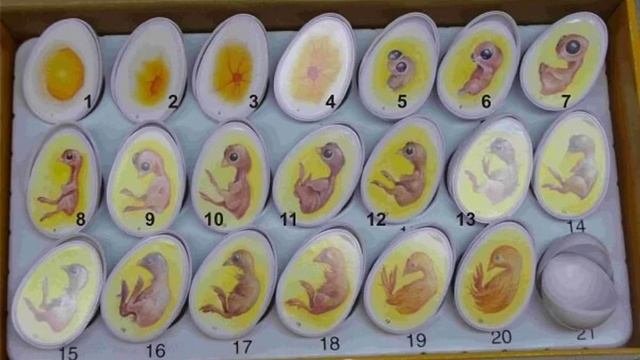 как развивается птенец в яйце?