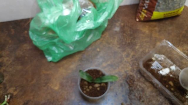 13.12.20.посадка ОРХИДЕЙ реанимашек в кокосовый субстрат.. смотреть онлайн